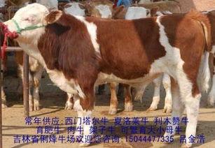 杂交黄牛视频,基因改良下的高效养殖新篇章