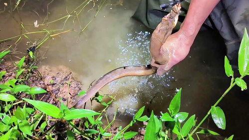 钓鳝视频,揭秘视频中的捕鱼技巧与乐趣