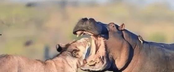 河马一口咬死狮子视频,惊心动魄的生死对决