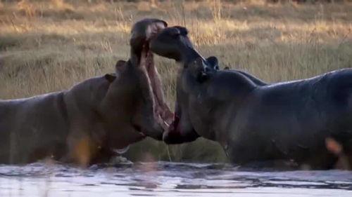 河马一口咬死狮子视频,惊心动魄的生死对决