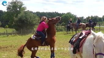 女人给马配种视频,一场跨越物种的浪漫邂逅